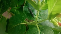 Epicauta curvicornis