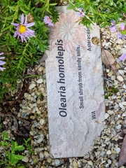 Olearia homolepis
