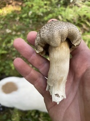 Tricholoma pardinum