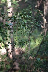 Morella caroliniensis