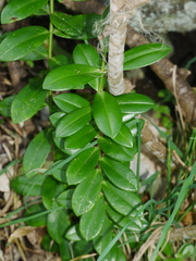 Veronica elliptica