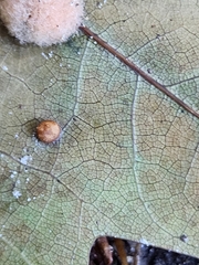 Polystepha globosa