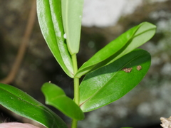 Veronica elliptica