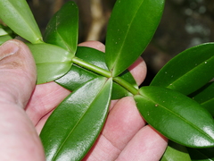 Veronica elliptica