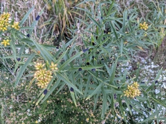 Asteromyia euthamiae