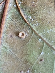 Polystepha globosa