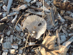 Coprinopsis lagopus