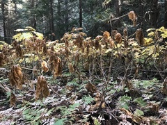 Oplopanax