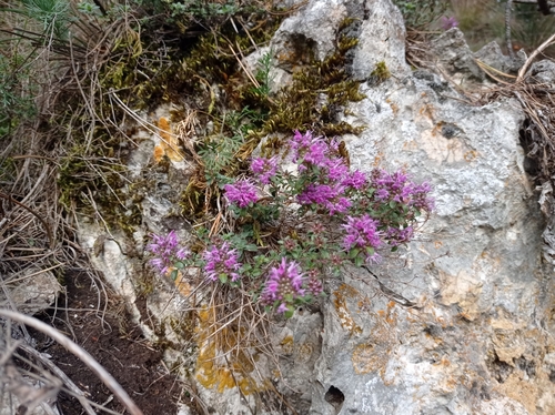 Thymus comosus