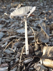 Coprinopsis lagopus