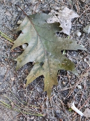 Polystepha globosa