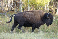 Bison bison athabascae