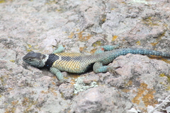 Sceloporus mucronatus
