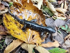 Ambystoma tigrinum