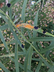 Coleosporium solidaginis