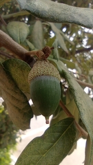 Quercus grisea