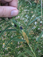 Coleosporium solidaginis