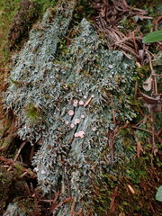 Icmadophila ericetorum