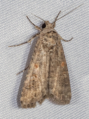 Spodoptera exigua