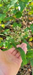 Eupatorium sessilifolium