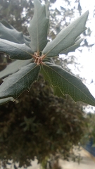 Quercus grisea