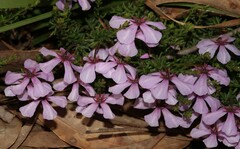 Tetratheca confertifolia