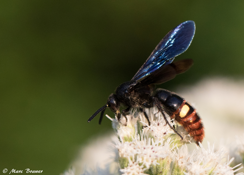 File:Blue-winged Wasp (Scoliidae, Scolia dubia) (30141123881).jpg -  Wikimedia Commons