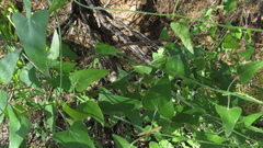 Funastrum cynanchoides