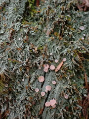 Icmadophila ericetorum