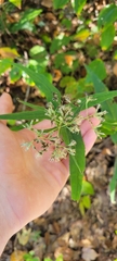 Eupatorium sessilifolium