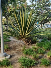 Agave