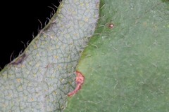 Morella caroliniensis