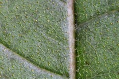 Morella caroliniensis