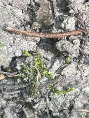 Hygroamblystegium varium