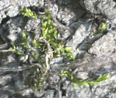 Hygroamblystegium varium