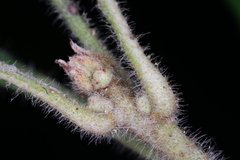 Morella caroliniensis