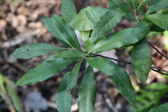 Morella caroliniensis