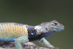 Sceloporus mucronatus