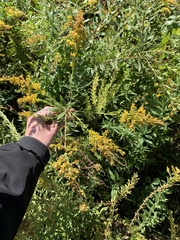 Botryosphaeria dothidea