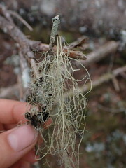 Alectoria sarmentosa