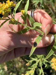 Botryosphaeria dothidea