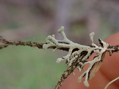 Hypogymnia tubulosa