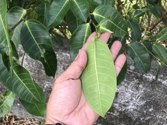 Ficus virgata