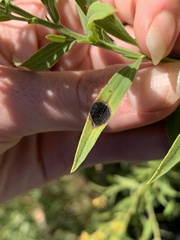 Botryosphaeria dothidea