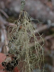 Alectoria sarmentosa