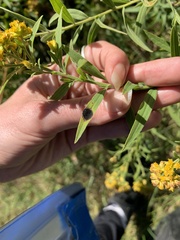 Botryosphaeria dothidea