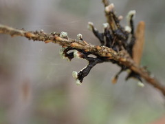 Hypogymnia tubulosa