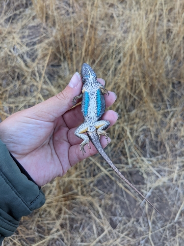 iNaturalist observation photo of Western Fence Lizard