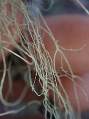 Alectoria sarmentosa