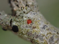 Mycoblastus sanguinarius